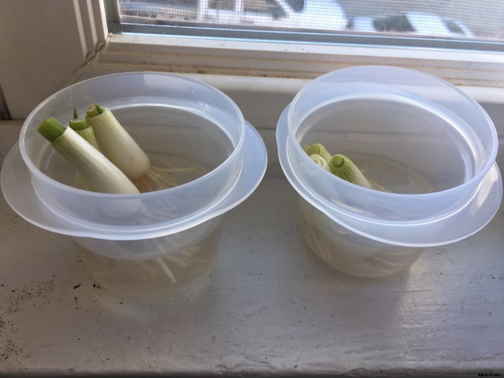 This trick to regrow scallions really works