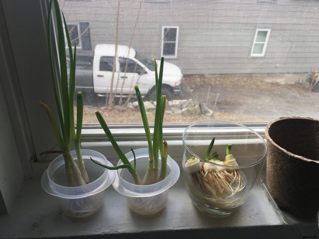 This trick to regrow scallions really works