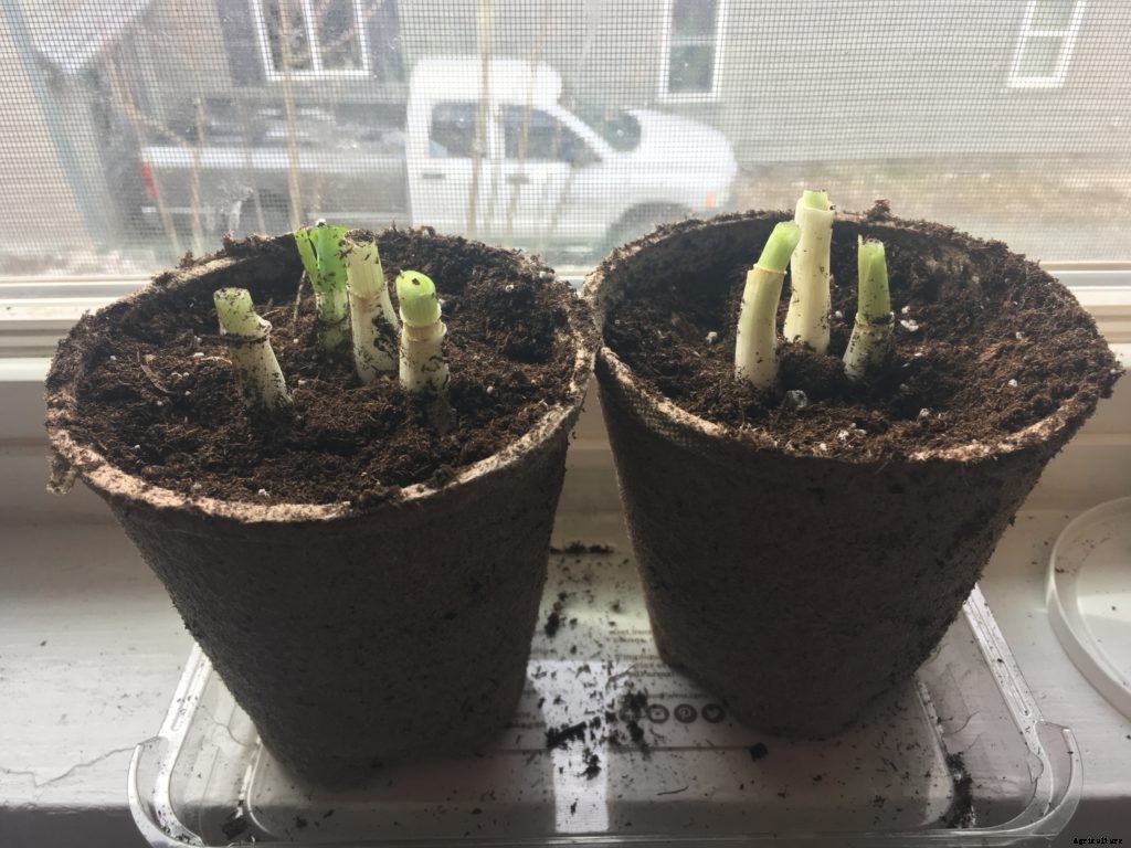 This trick to regrow scallions really works