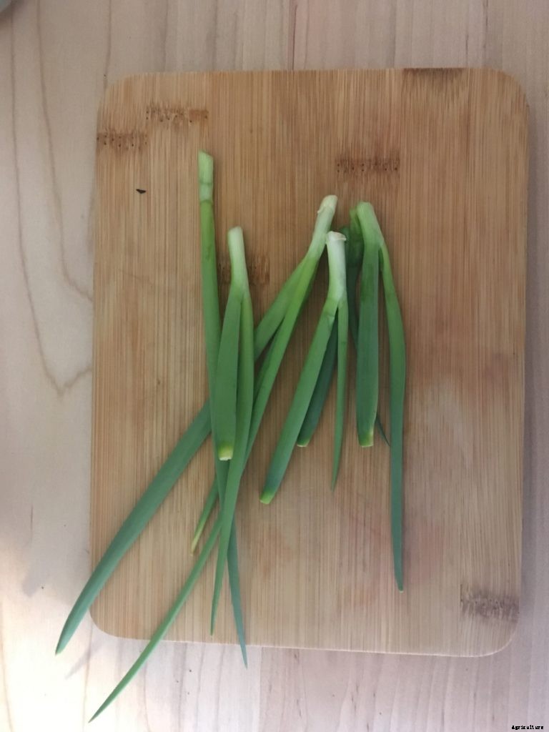 This trick to regrow scallions really works