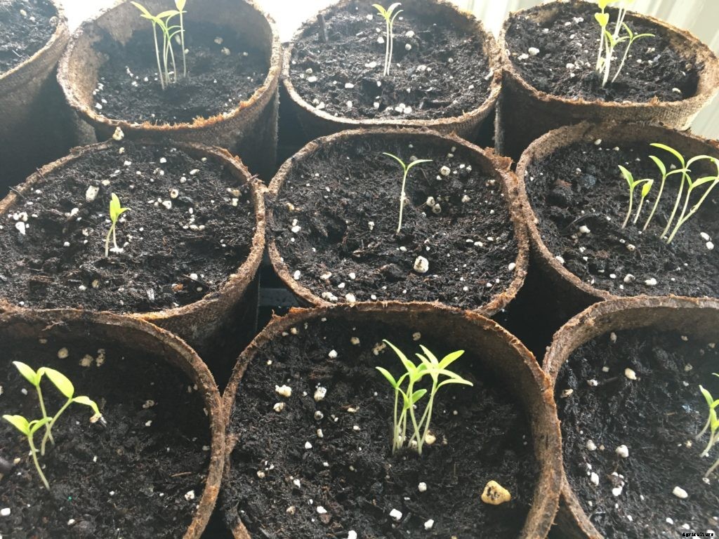 How to salvage leggy seedlings