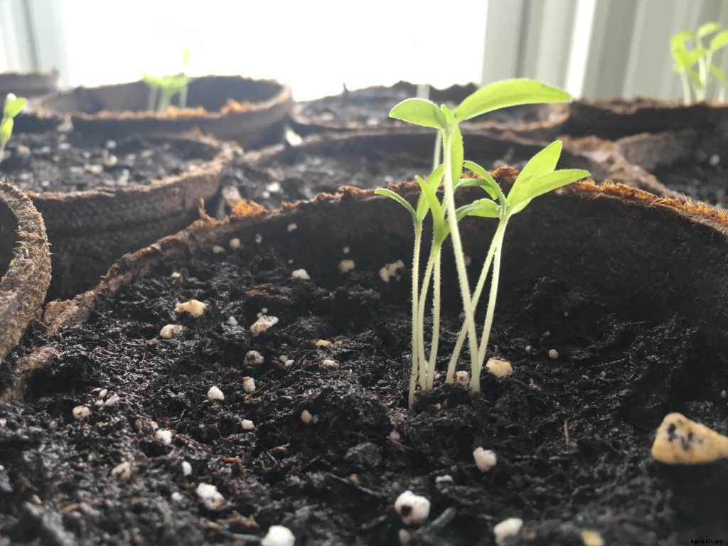How to salvage leggy seedlings
