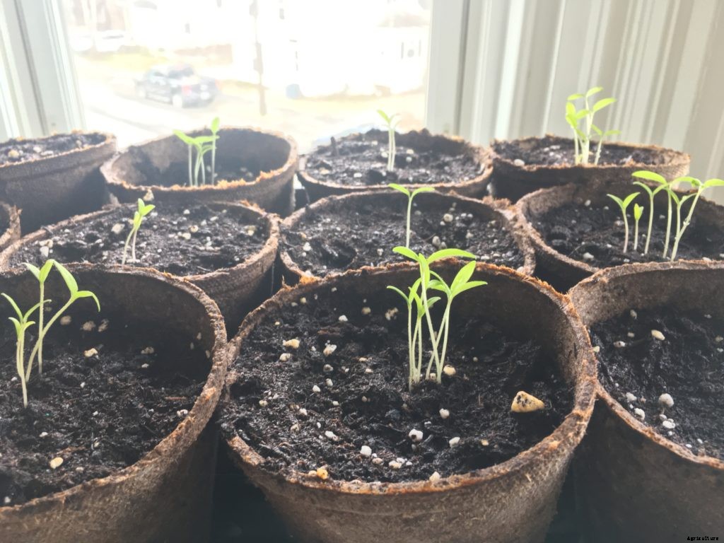 How to salvage leggy seedlings