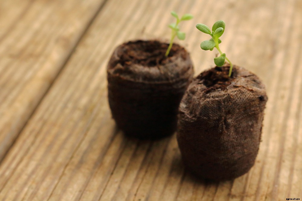 A beginner’s guide to growing lavender seeds