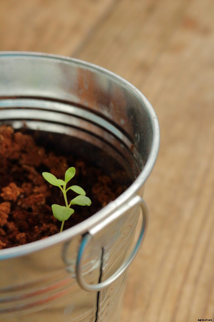 A beginner’s guide to growing lavender seeds