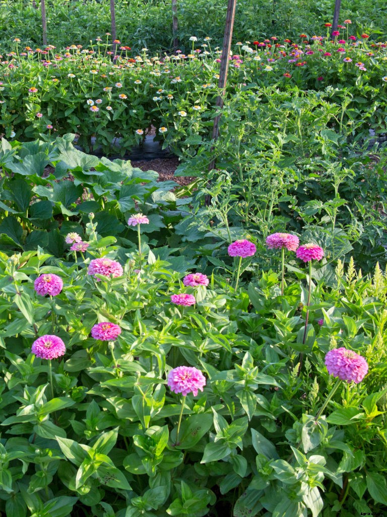 Why you should plant flowers in your vegetable garden