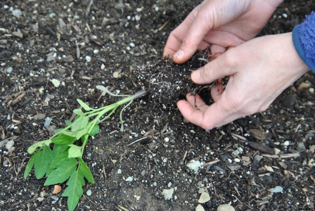 How to transplant seedlings