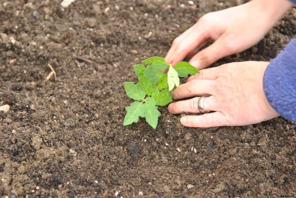 How to transplant seedlings