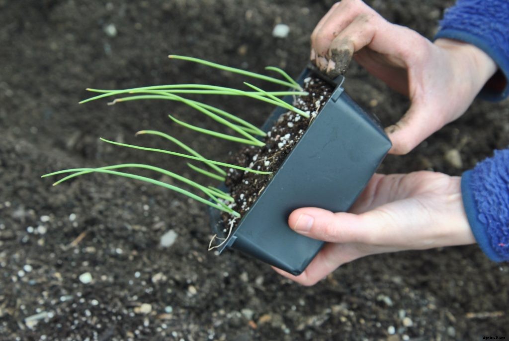 How to transplant seedlings