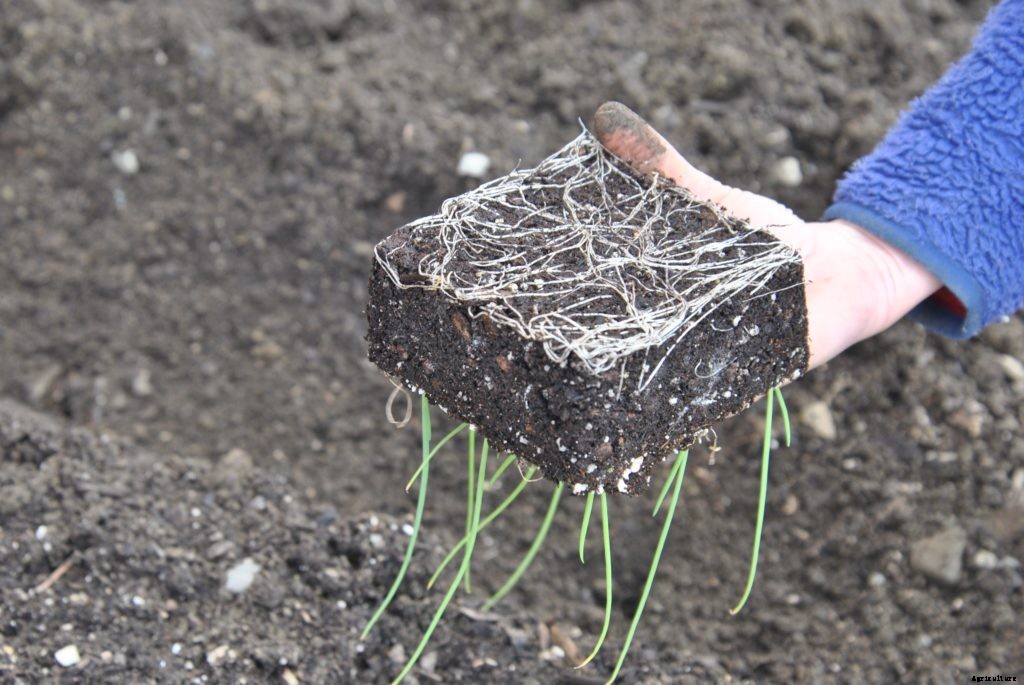 How to transplant seedlings