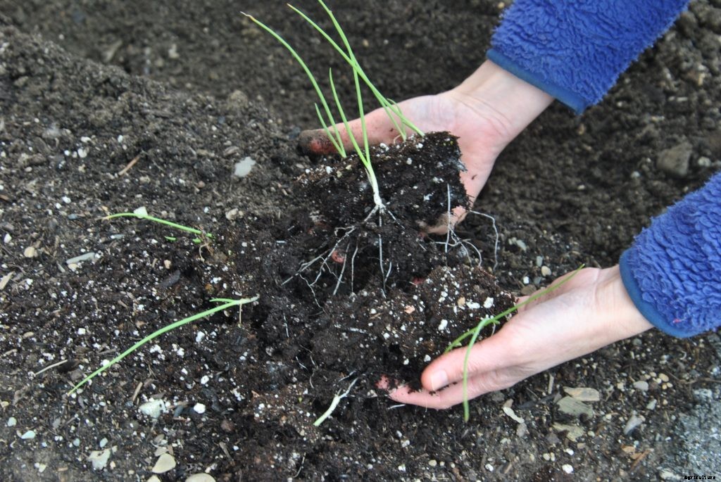 How to transplant seedlings