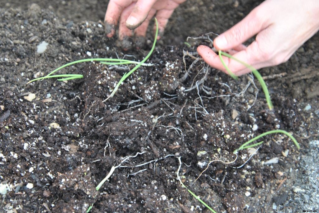 How to transplant seedlings