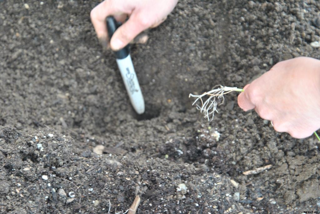 How to transplant seedlings