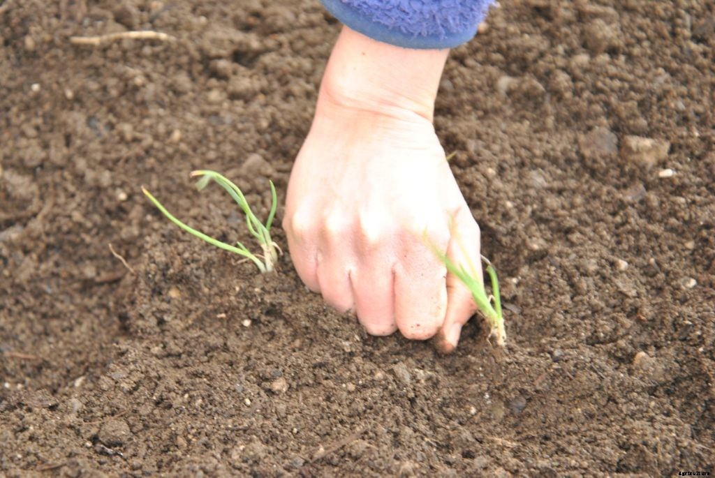 How to transplant seedlings