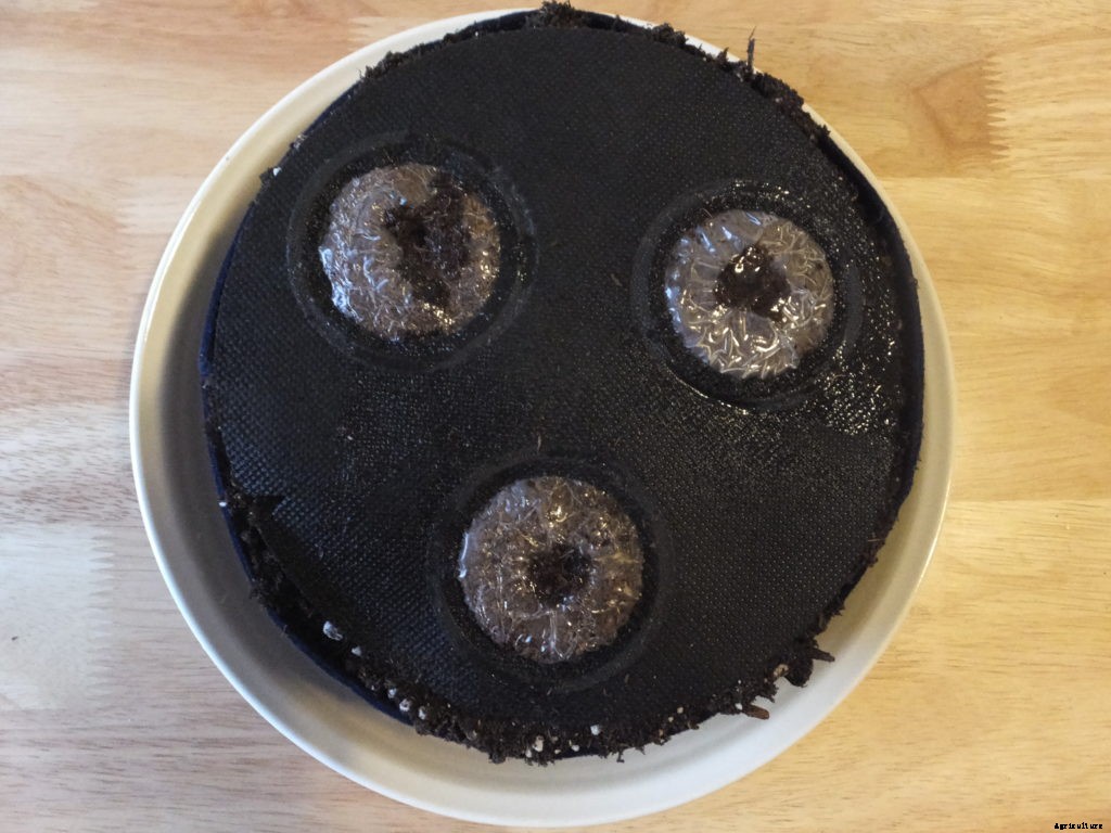 Is the Seedsheet Mini good for apartment dwellers?