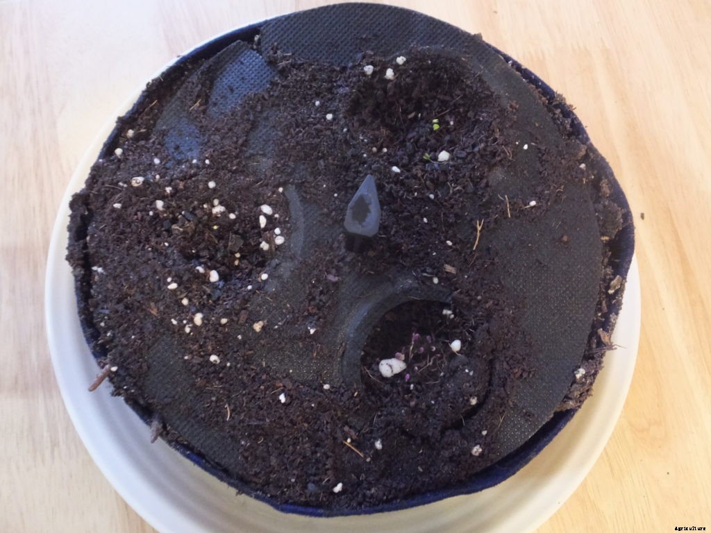 Is the Seedsheet Mini good for apartment dwellers?