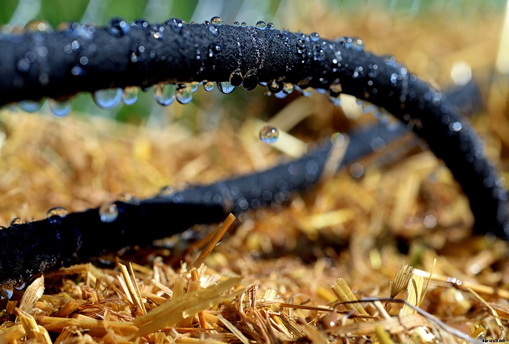 How to cut back on water