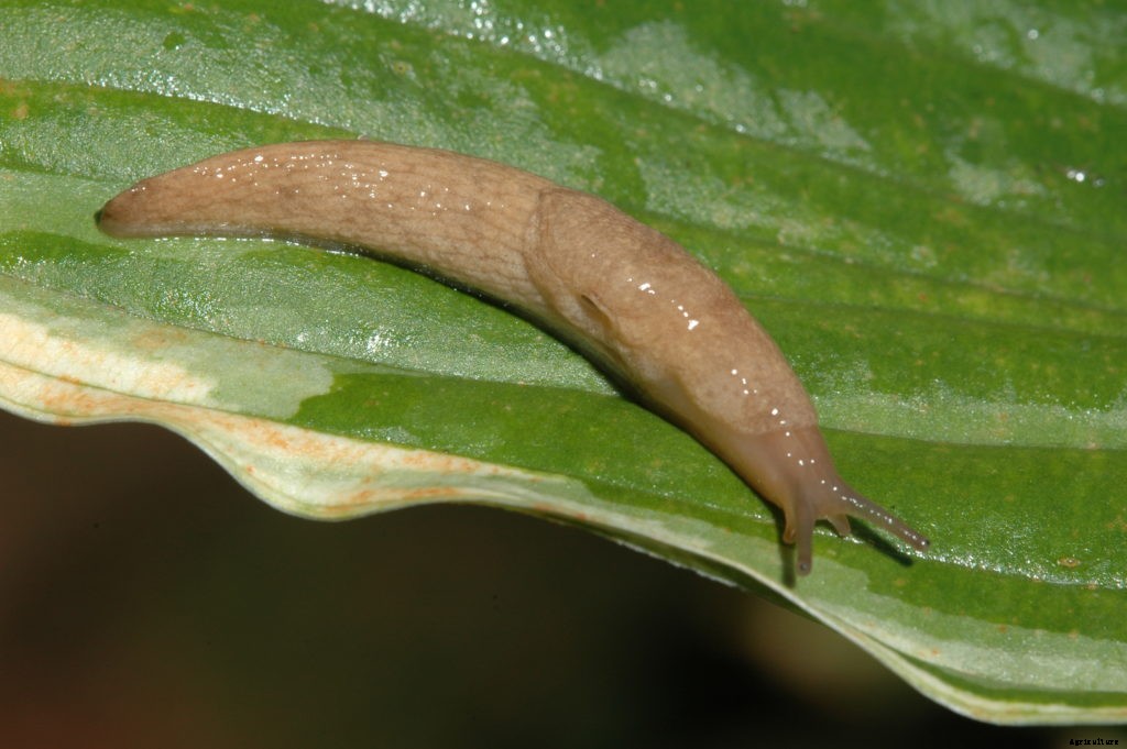 What to do about garden slugs