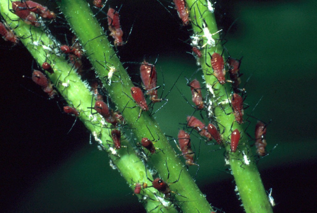 What are aphids and what can you do about them?