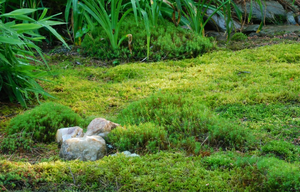 How to grow moss