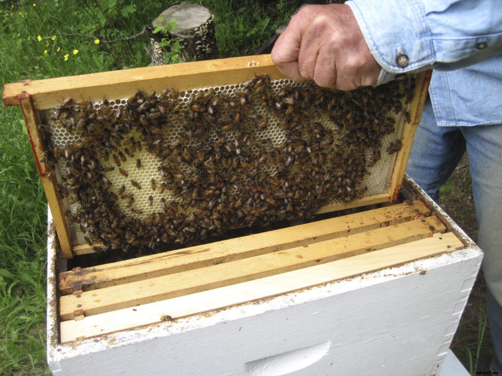 Here are several types of beehives to consider