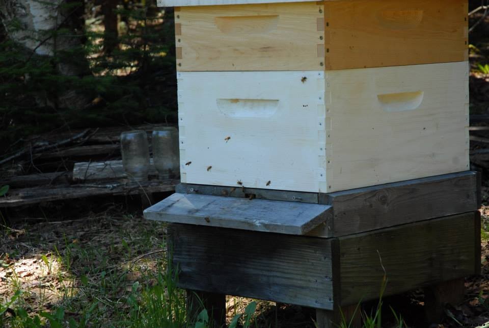 Here are several types of beehives to consider