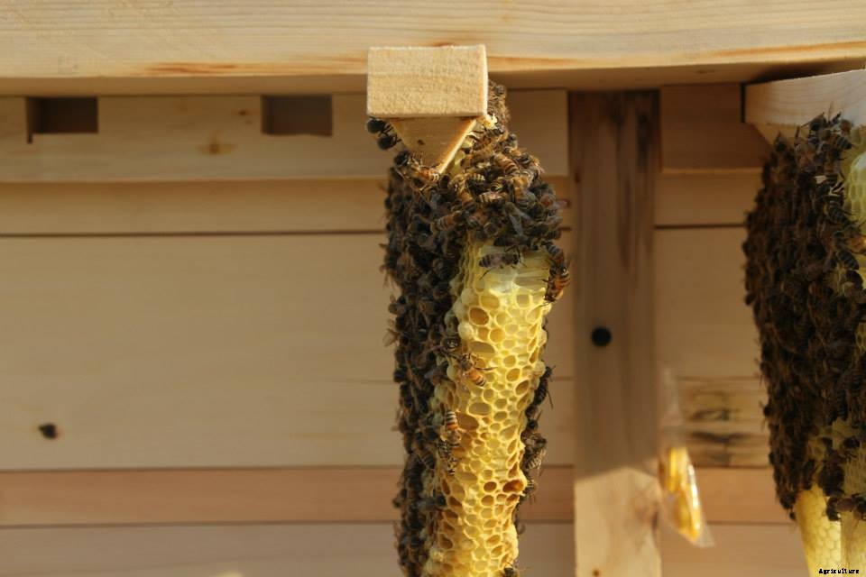 Here are several types of beehives to consider