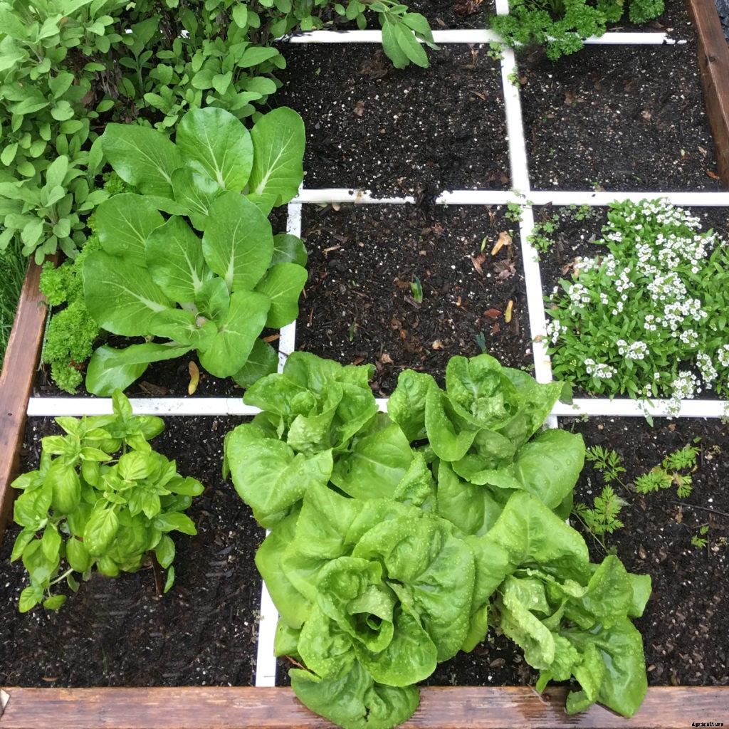 What is square foot gardening and should you try it this spring?