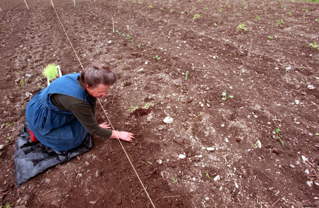 Here’s what you can plant before the last frost