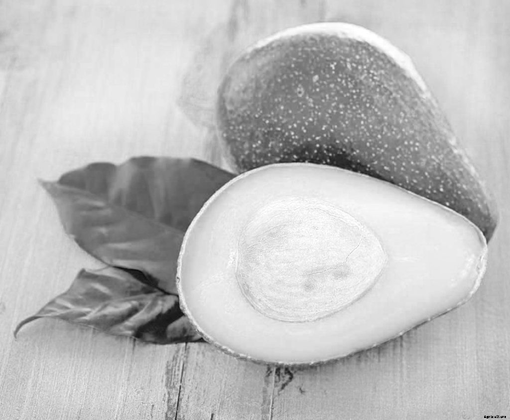 How to grow an avocado tree from an avocado pit