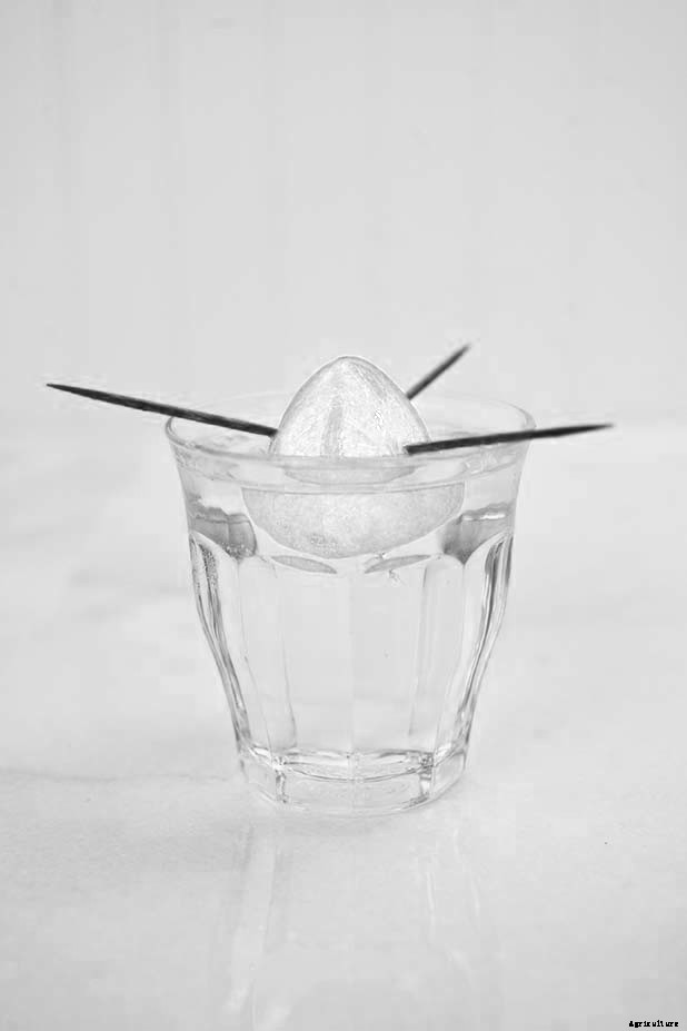 How to grow an avocado tree from an avocado pit