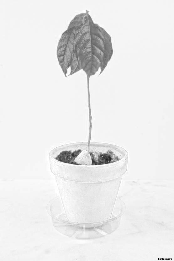 How to grow an avocado tree from an avocado pit