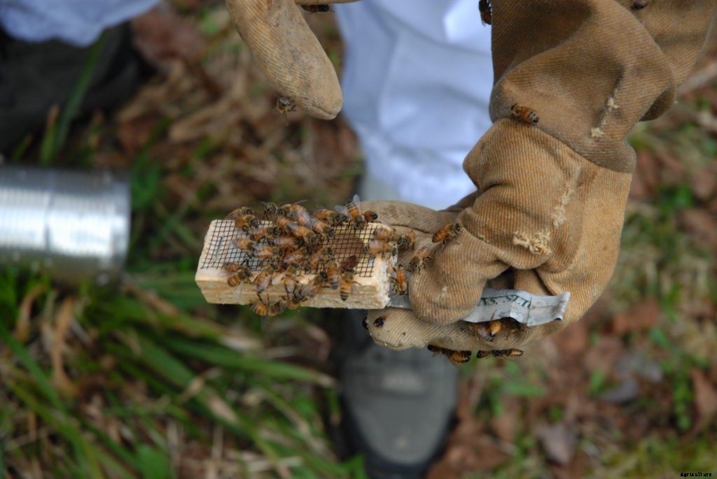 Before the bee packets arrive, prepare for your beehive