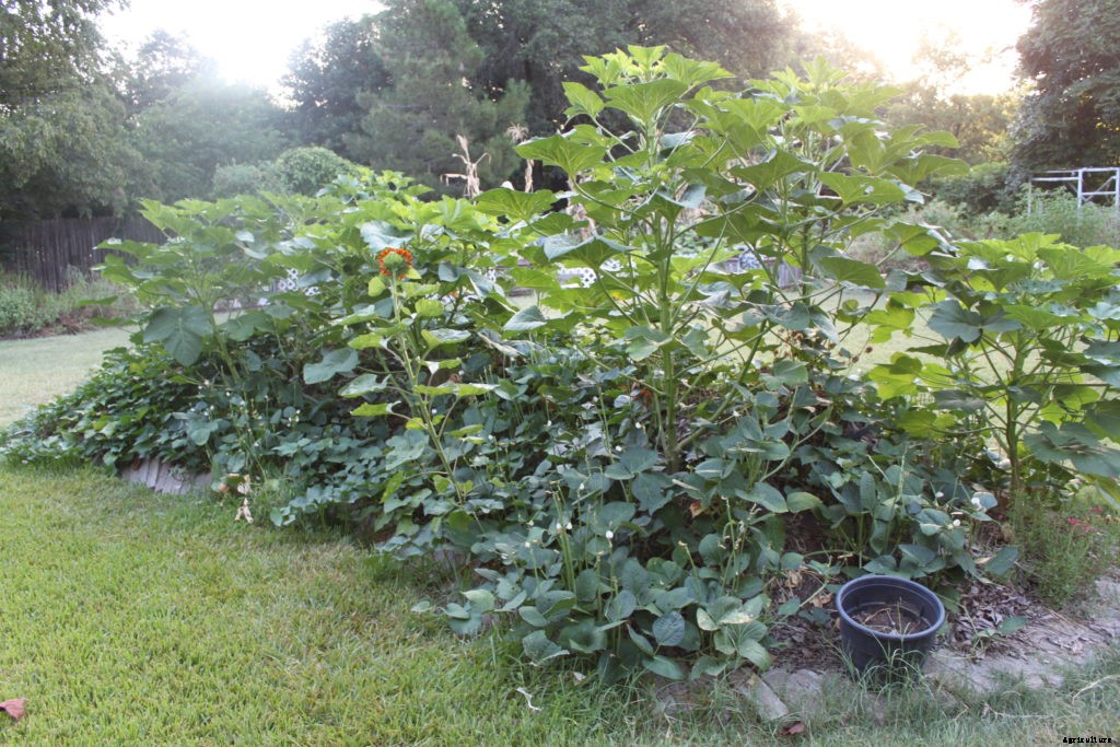 Should you experiment with hugelkultur in your garden?