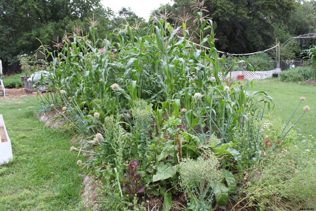 Should you experiment with hugelkultur in your garden?