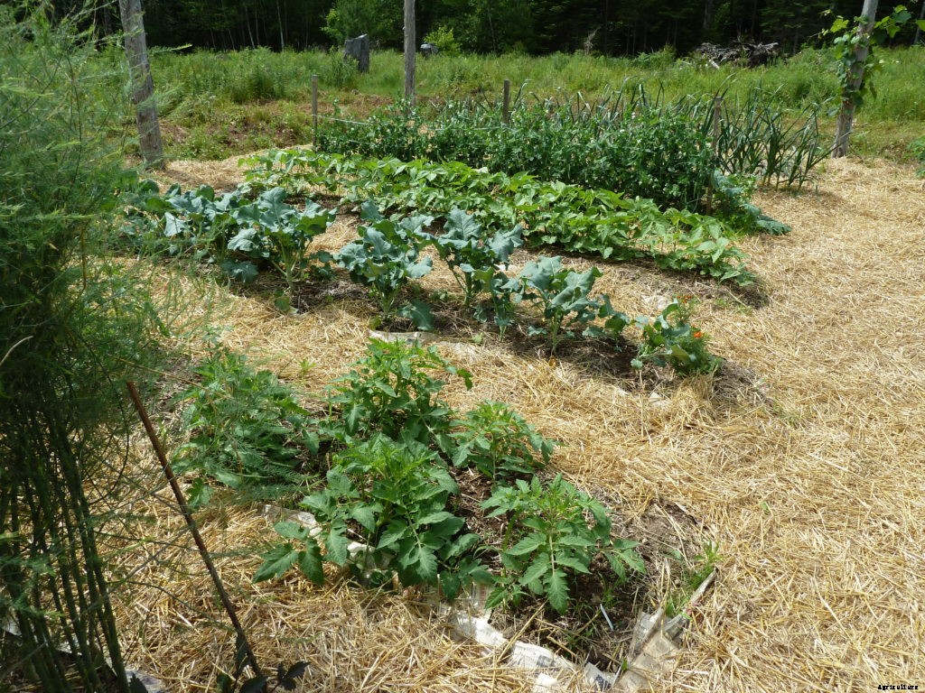 Easy ways to practice plastic-free gardening