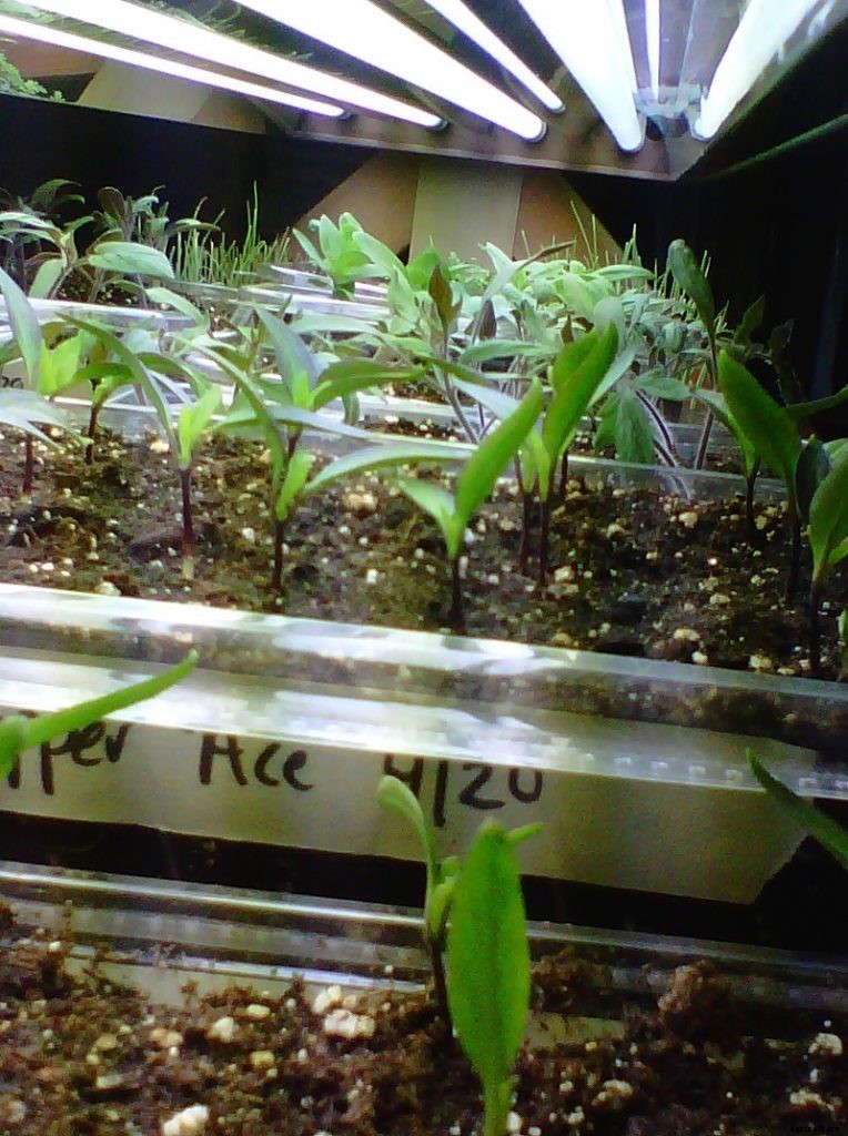 A guide to starting seeds indoors