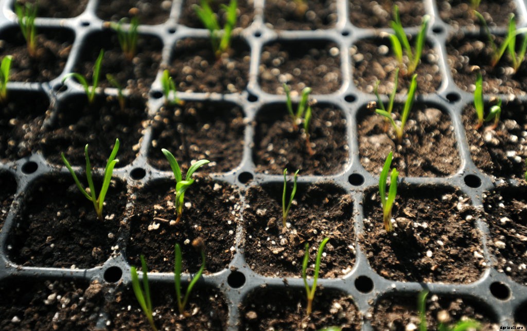 A guide to starting seeds indoors