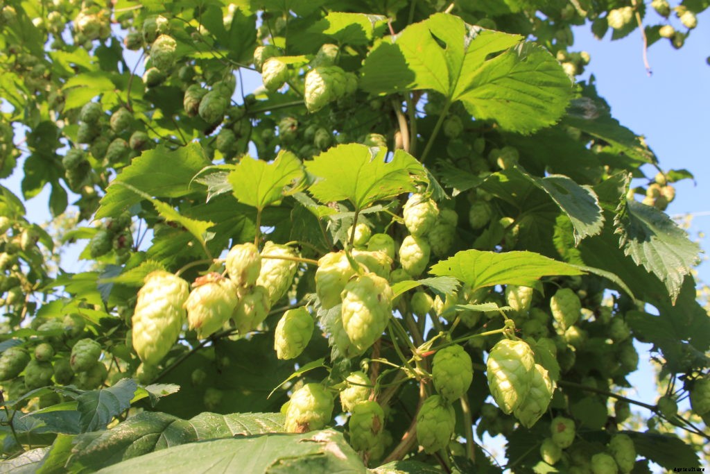 Should you add hops to your homestead?