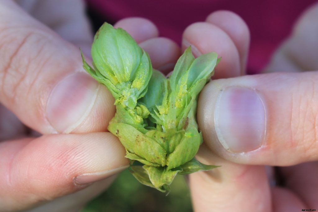 Should you add hops to your homestead?