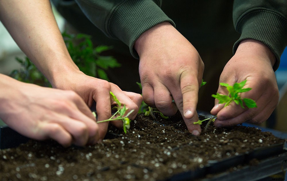 When is the right time to order seeds?