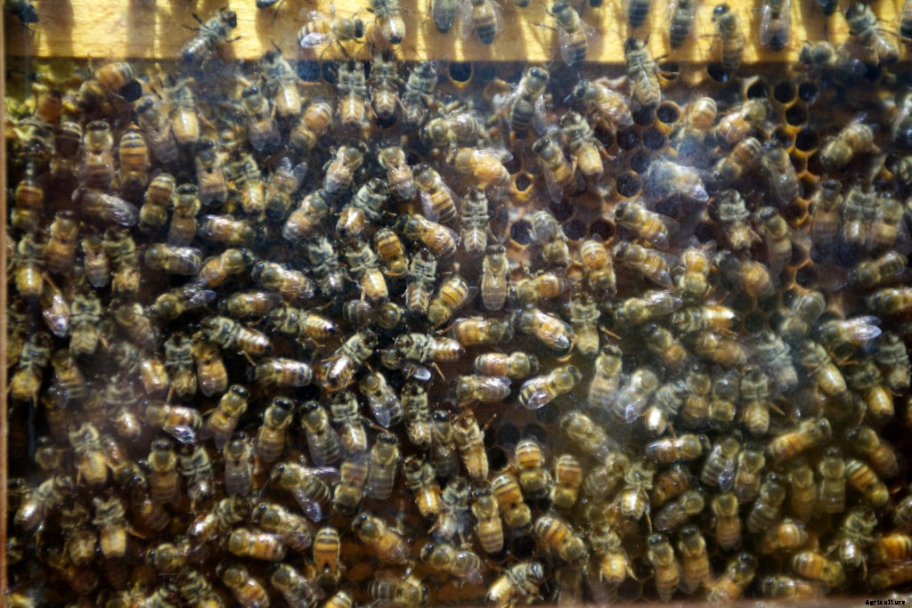 When should you order bees?