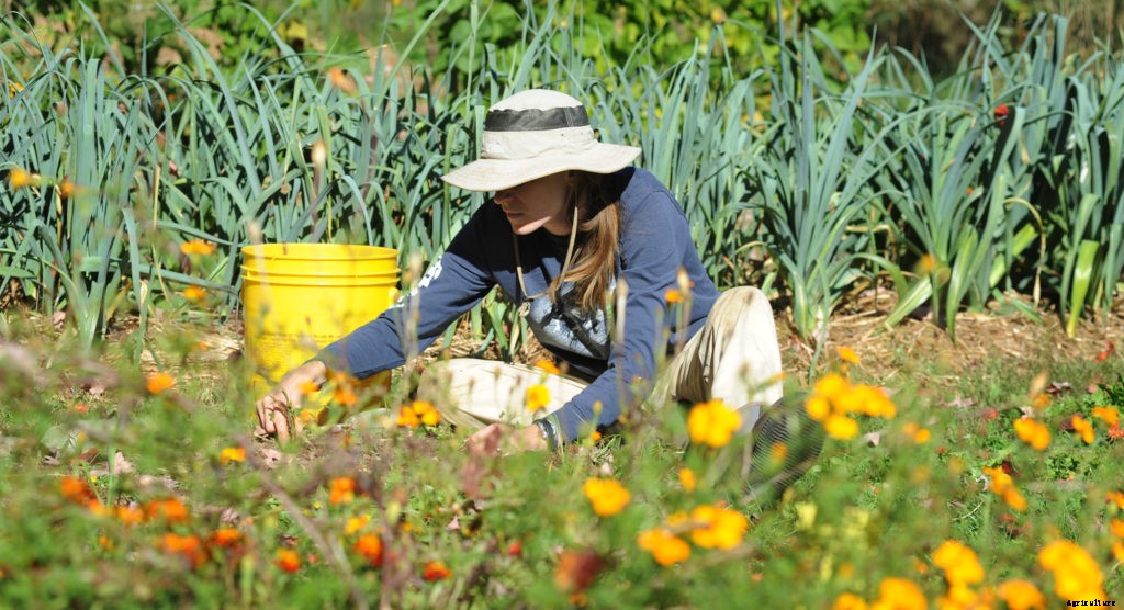 Planting health: Therapeutic benefits of gardening