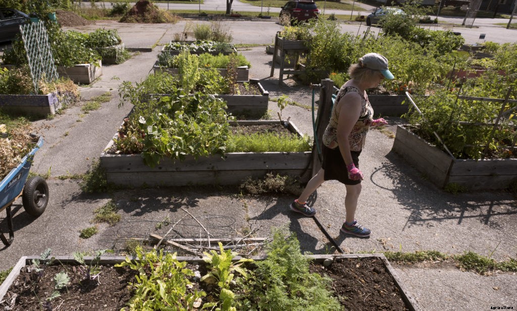 Four tips to help you start a successful community garden