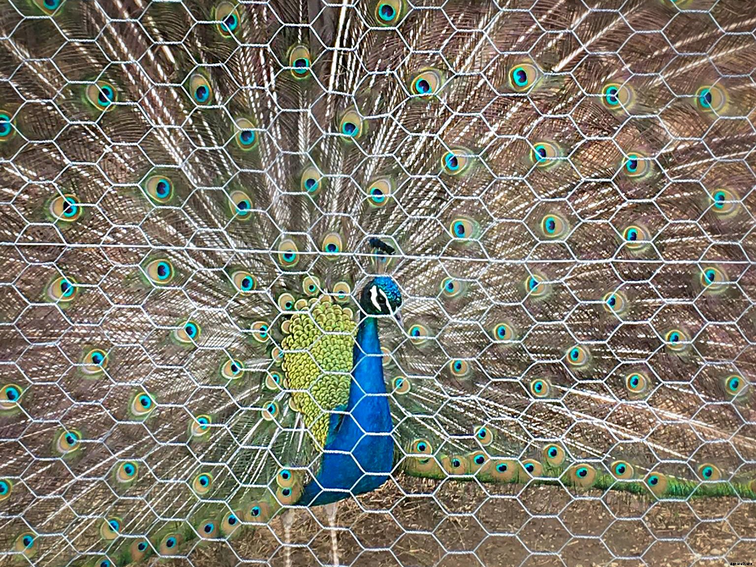 Should you add peacocks to your homestead?