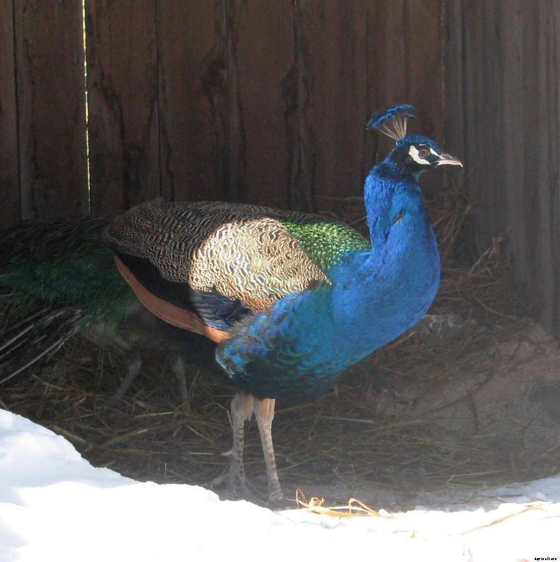 Should you add peacocks to your homestead?