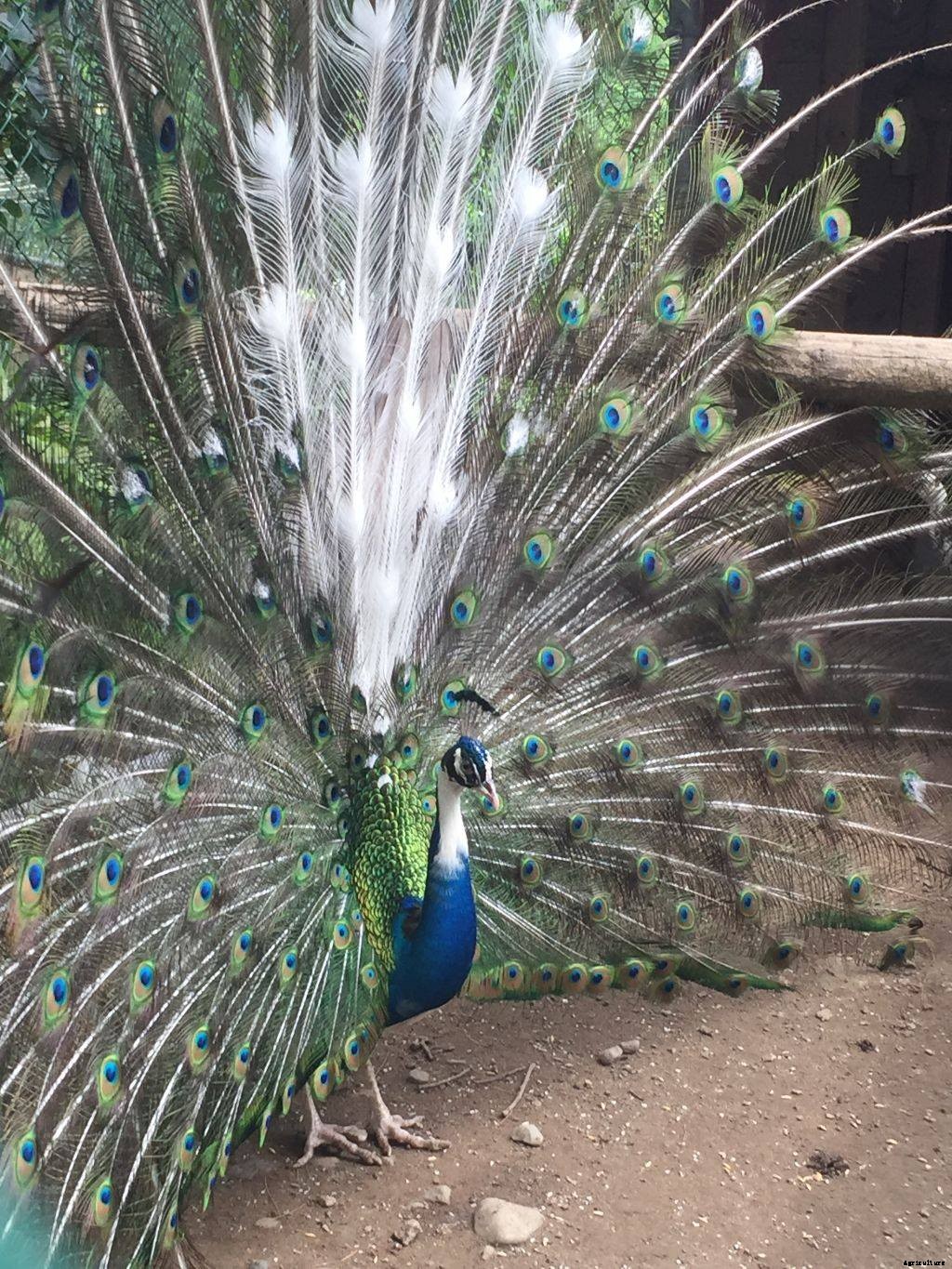 Should you add peacocks to your homestead?