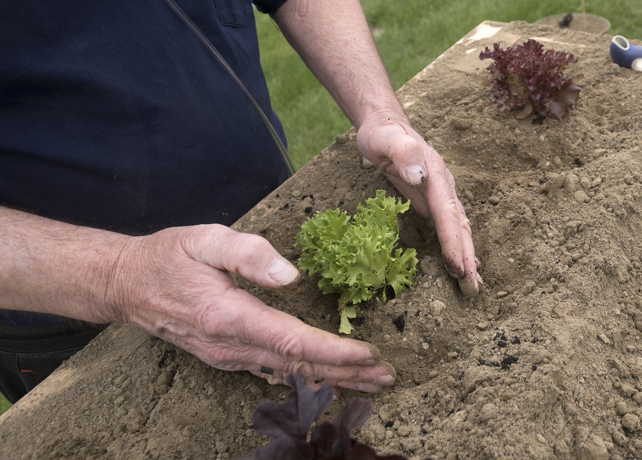 How crop rotation can help you have a healthy garden