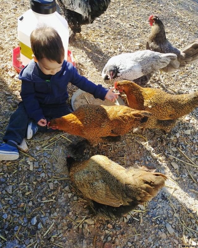 Choosing the right projects, chores for homesteading kids