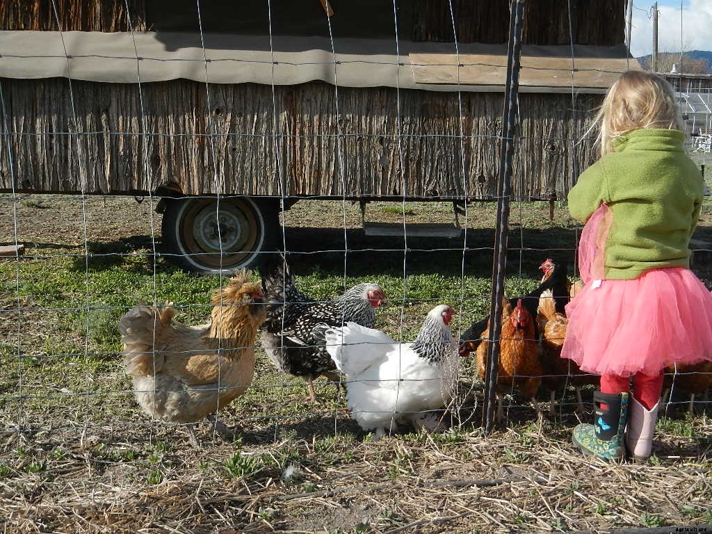 Choosing the right projects, chores for homesteading kids